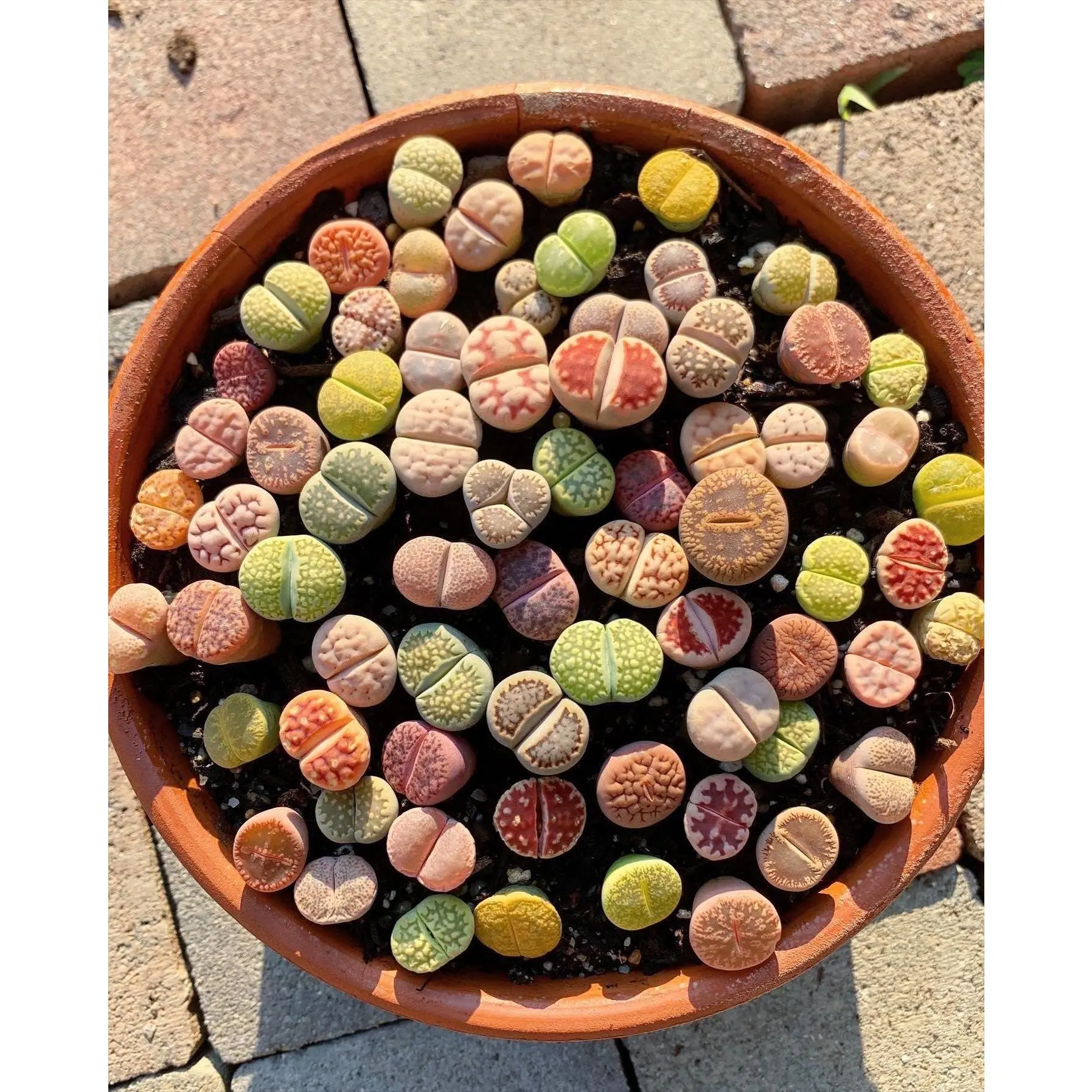 Lithops sp - April Farm/Rare Succulents Lithops sp - April Farm/Rare Succulents