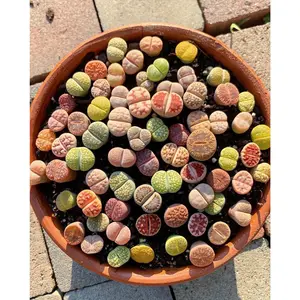 Lithops sp - April Farm/Rare Succulents