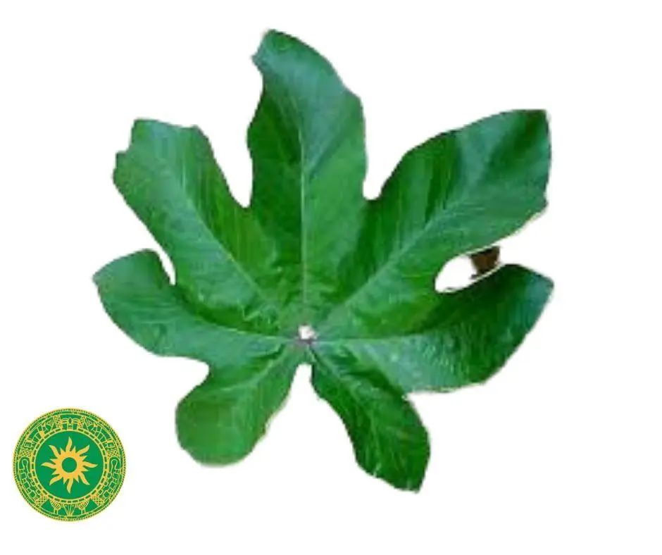 Dried Yagruma Leaf