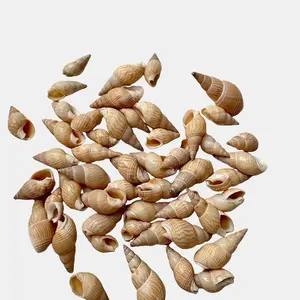 Tan Nassa Sea Shells - 50 Count real Seashells, handpicked