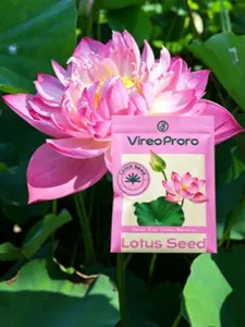 Water Lotus Seeds for Planting | Aquatic Flower Seeds | Pond & Container Gardening | Easy Grow Home Decor Plants