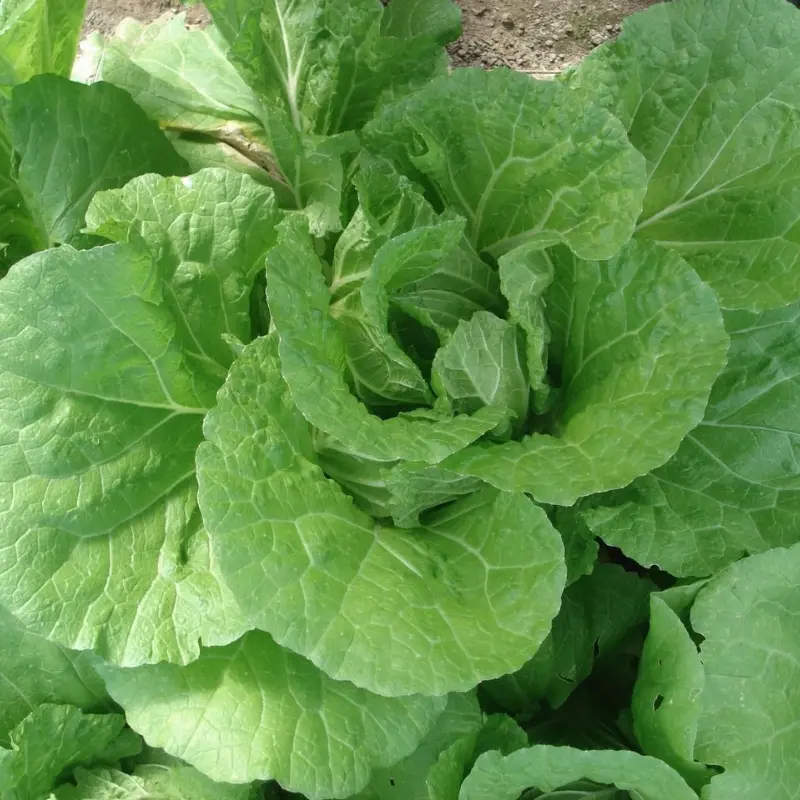 Maruba Santoh Round Chinese Cabbage Seeds (Brassica rapa var. pekinensis) – Japanese Loose-Leaf Cabbage, Bok Choy-Like Flavor, Fast-Growing & Heat-Tolerant, Mild Green for Salads & Stir-Fries