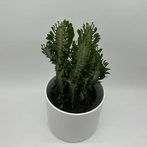 Variegated Euphorbia Green Plant 6 Pot African Milktree Low Maintenance Indoor Outdoor Drought Tolerant Succulent with Creamy Variegation