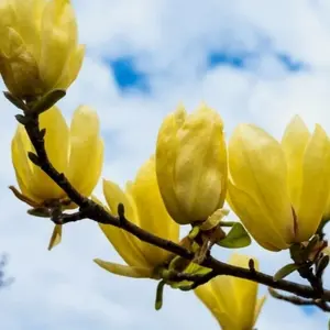 Live Yellow Bird Magnolia Tree Plant, Yellow Magnolia Flowers Bush 6 to 12 Inches Tall 2.5 Inc Pot, Fragrant Magnolia Shrub Ready to Grow