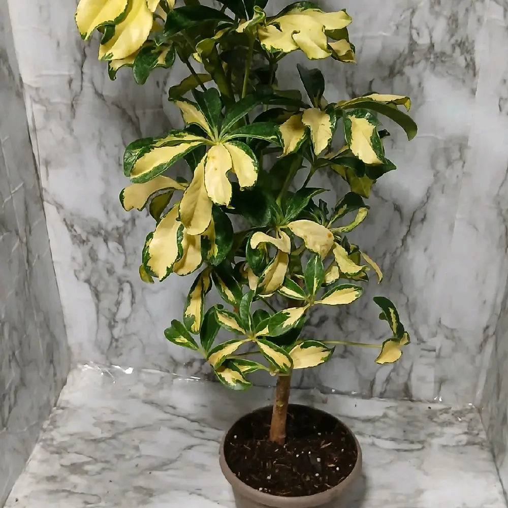variegated umbrella plant