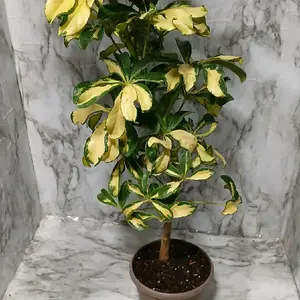 variegated umbrella plant