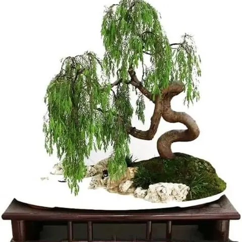 CZ GRAIN Money Tree Bonsai Fresh Cutting - Thick Trunks, Fast-Growing Houseplants, Low-Light Live Indoor Plants, Potted Indoor Plant for Home Decor, Grow a Money Antique Piece for Home & Office Accent