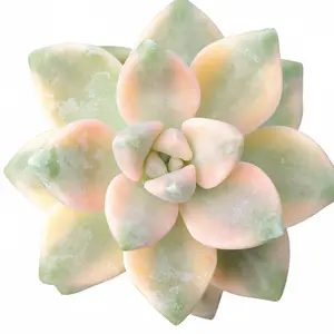 Graptoveria Titubans Variegata