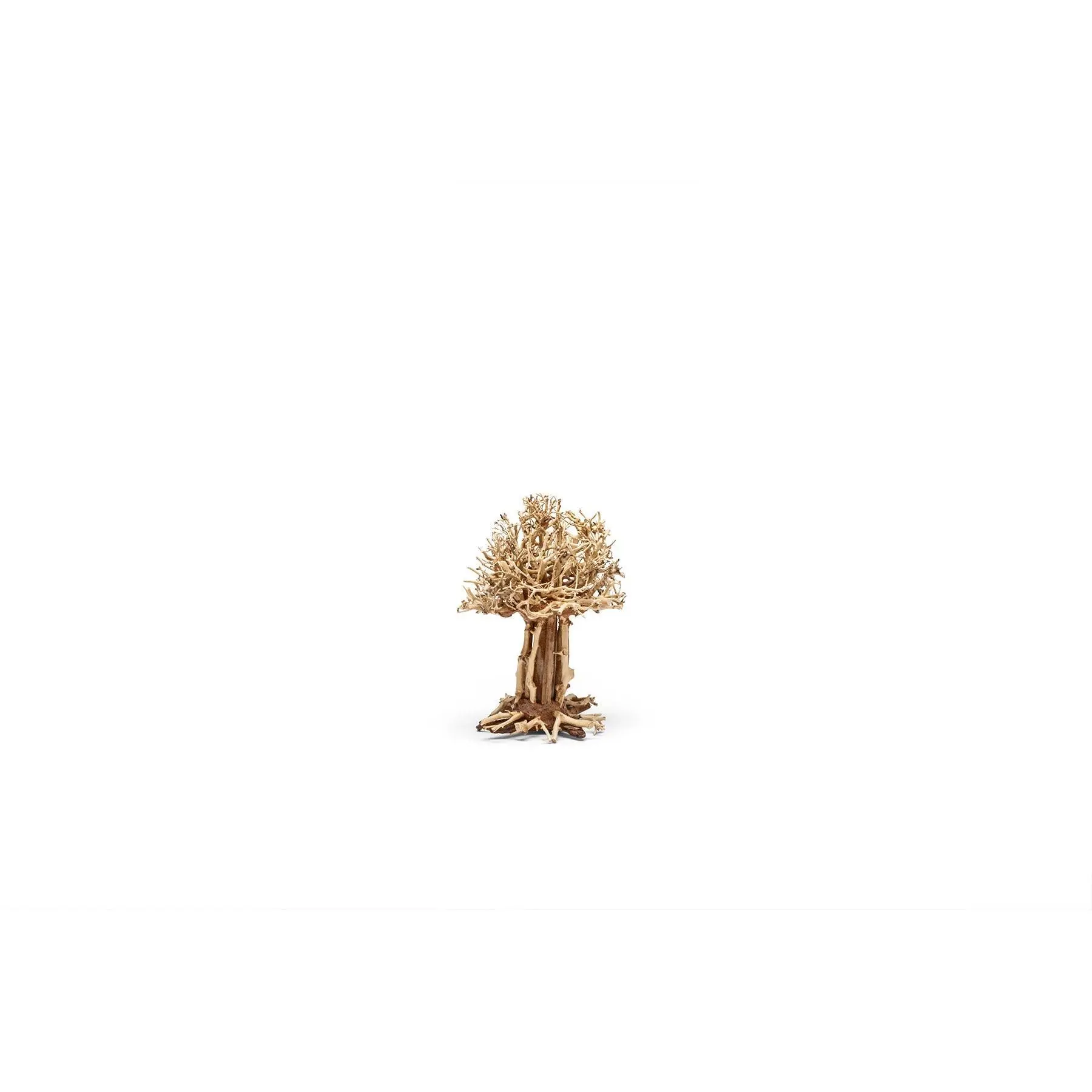 UNS Bonsai 007