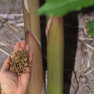 Green River 50 Meyer Bamboo Seeds - Bamboo Plant Seeds, Cold-Hardy Clumping Variety, Privacy Screen Solution, Perennial Flower Seed Pack For Garden Beds, Wind Barriers, Patio Pots, And Versatile Year-Round Green Coverage