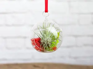 Mini Jolly Terrarium with Tillandsia Ionantha Air Plant