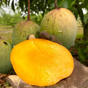 ice cream mango dwarf 3 gal