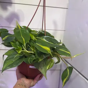Philodendron Brasil Indoor Plant with Yellow and Green Leaves in Red Pot Perfect for Home Decor