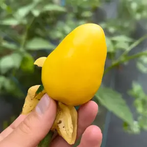 Chupon de Malinalco Tomatillo Seeds - Salsa & Fresh Eating