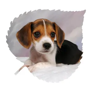Beagle Pup Aspen Leaf Wall Art