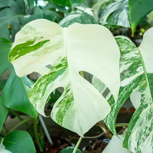 Philodendron Monstera Thai Constellation - 5-8" Tall - Variegated Foliage Plant