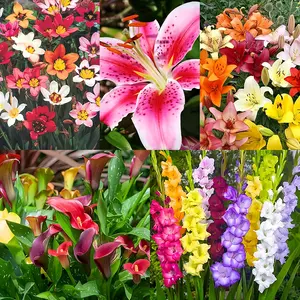 Complete Flower Bulb Garden - 75 Bulbs for 50 Days of Continuous Blooms (Summer Color from July Through October) - Easy to Grow Summer Planting Bulbs