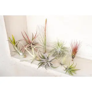 Premium Air Plant Grab Bag of Medium & Large Tillandsia Air Plants [10, 30 or 100 Pack] Low Maintenance House Plant Decor - Whimsical - Vintage - Air Purifying - Self Care - Healthy Living