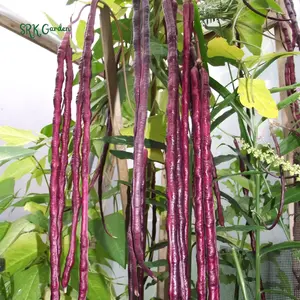 Purple Mart Tsu In Yard Long Bean Seeds | 10 Seeds Purple Mart Tsu In Yard Long Bean Seeds | 10 Seeds