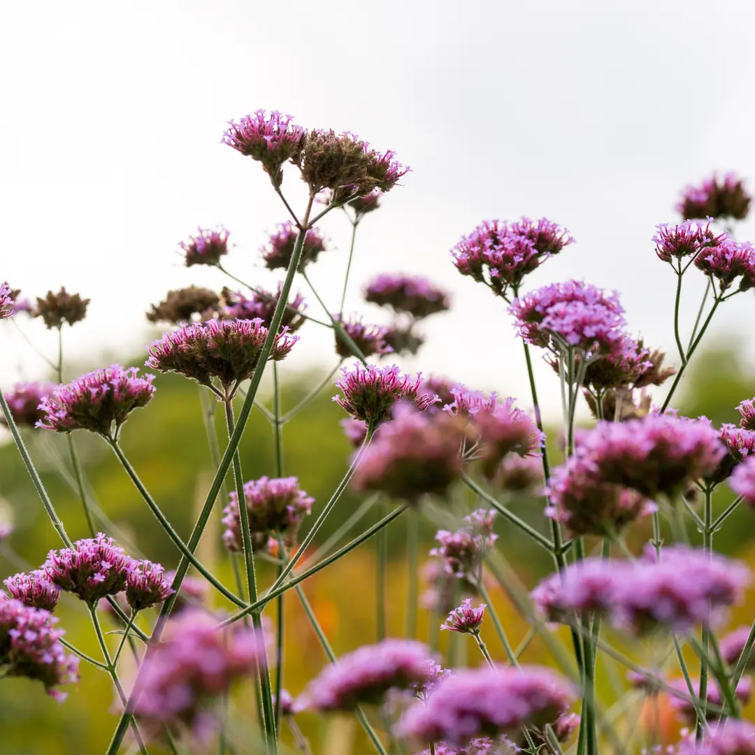 Organic Purpletop Vervain Seeds (Verbena bonariensis) – Perennial Wildflower for Pollinators and Meadow Gardens