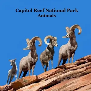 Capitol Reef National Park Animals Kids Book: Great Children's Animals Book Lifelike Images Fun Facts Paperback – March 13, 2025