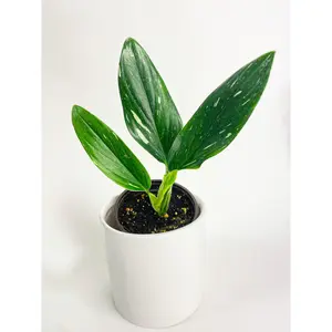 Monstera Standleyana 'Albo Variegata'