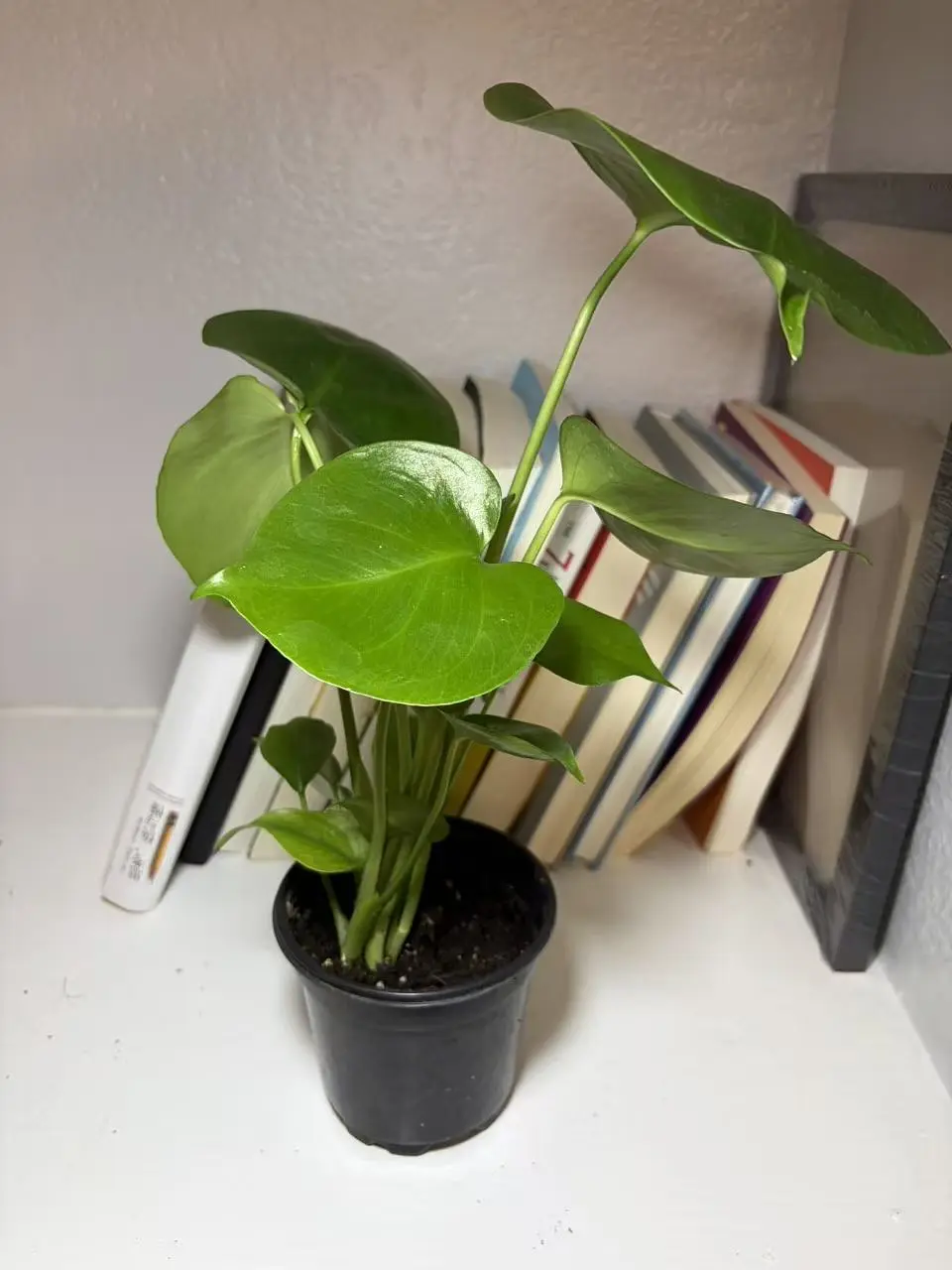 LZ08    4 Inch  Monstera Deliciosa Live Plant Split Leaf Philodendron Indoor Houseplant Tropical Foliage Plant Beginner Friendly Shade Tolerant Indoor Plant Home Gardening Desk Office Decorative Plant Live Potted Plant