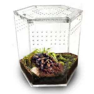 Talis-us Acrylic Hexagon Tarantula Enclosure Reptile Terrarium