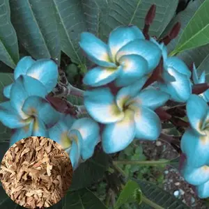 Green River 5 Blue White Plumeria Seeds- flower seed pack, premium perennial seeds for garden, tropical blooms, fragrant flowers for containers or full sun, limited quantity