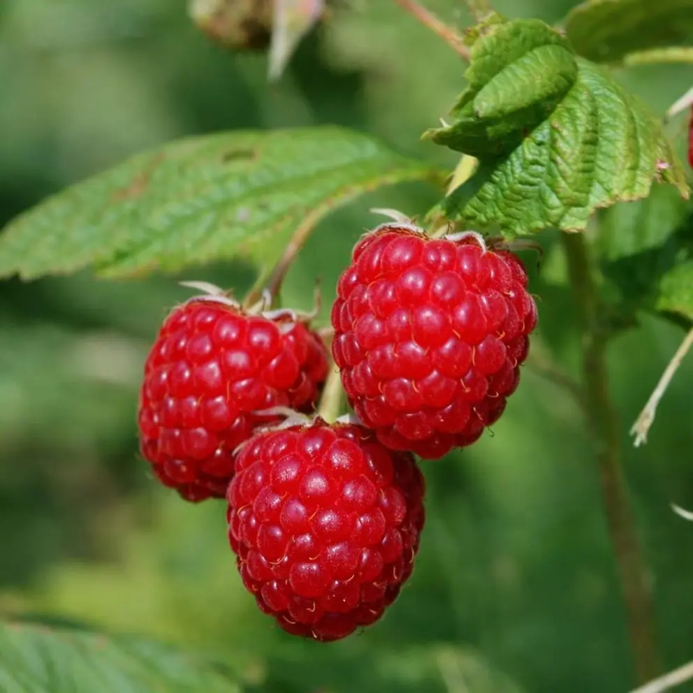 Caroline Raspberry Plants | Non-GMO Red Raspberry Bare Root Canes | Hand Picked Nursery