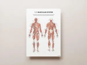 [UNFRAMED POSTER] The MUSCULAR SYSTEM PRINT POSTER DECOR HOME AND OFFICE