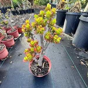 Jade Crosby with Character Growers Choice Trunk