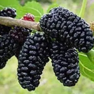 Mulberry Tree Plant - 'Dwarf Everbearing' - Morus nigra live plant edible fruit Starter Plant ship in pot 5 "to 7 inches
