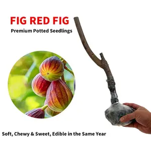 Fig Tree Seedling - Dense Roots, High Survival Rate, Seedless & Sweet - with Nutrient Soil for Beginner Gardening