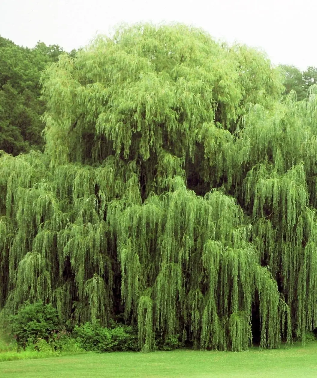 Willow Tree Bundle - 10 Fast Growing Aussie Willow Trees + 4 Weeping Willow Trees + 2 Corkscrew Willow Tree - Ready to Plant - Indoor/Outdoor Live Tree Plants
