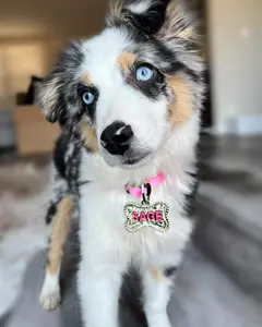 Dog Tag Hand Engraved Custom (Ships in 4 to 6 weeks)