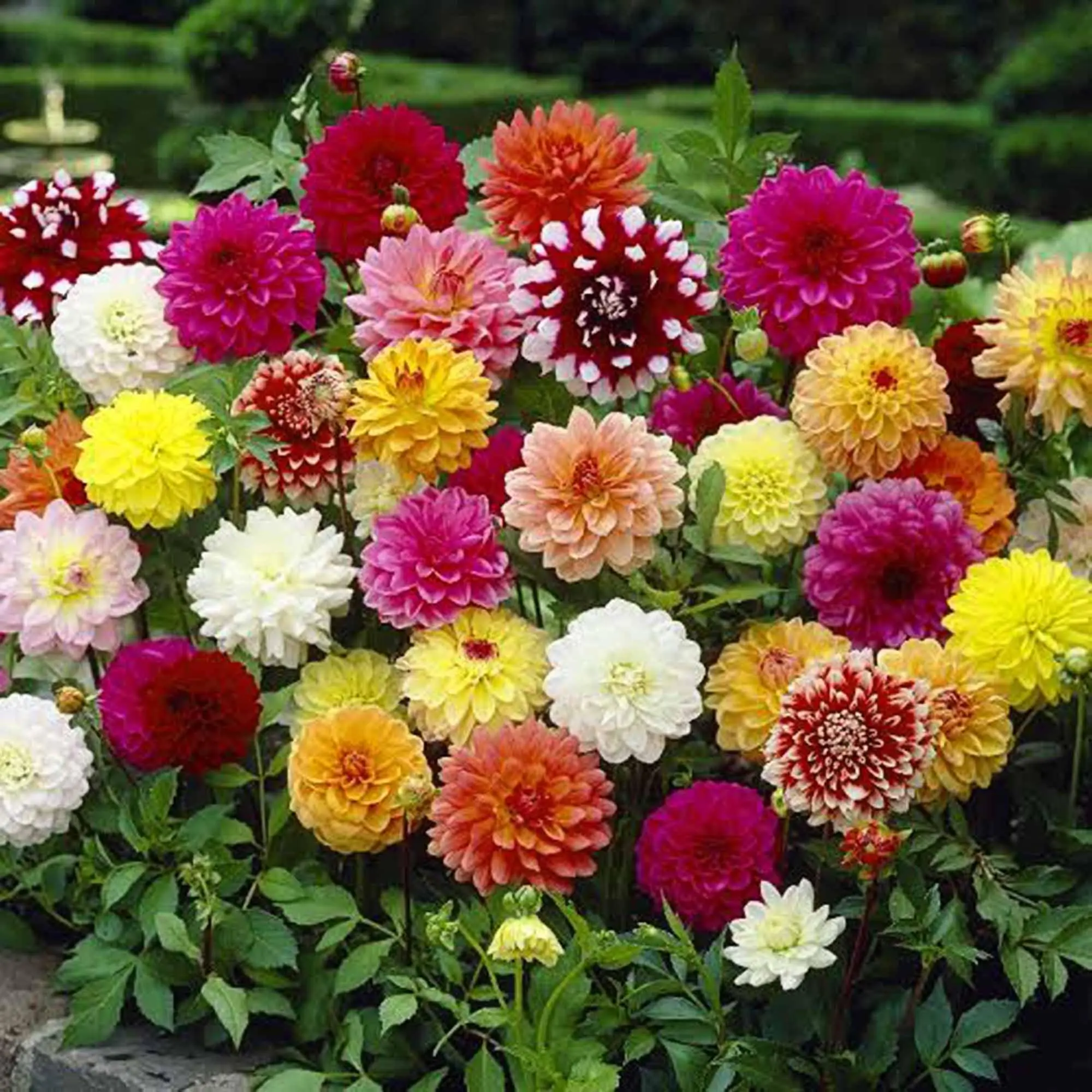 100+ Rainbow Dahlia Seeds for Planting - Perennial Rare Varieties Dahlia Seeds Blender Beautiful Flowers Seeds