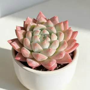 Echeveria ‘Alba Beauty’  Colorful Succulent, Bare Root Plant, Easy Care, Perfect Gift, Desk & Home Decor