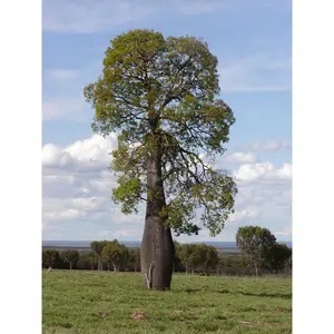 Queensland Bottle Tree - Live Plant in a 3 Gallon Growers Pot - Brachychiton Rupestris - Rare Ornamental Trees of The World