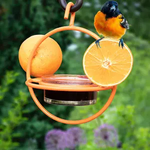 Oriole Hanging Bird Feeder with Clear Bowl, Orange