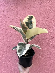 Ficus Elastica Tineke (Rubber Plant) Pot 6" - Houseplant