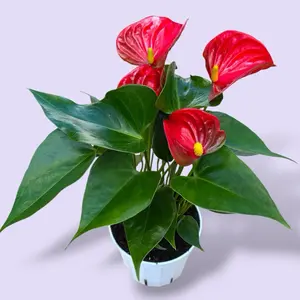 Anth. Artiso Red 4” - House Plant