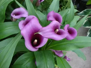 Paco Calla Lily Bulb 14/16cm - Deep Purple