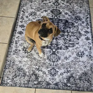 Lovewag Pets Washable Dog Pads - Pack of 2, Eco-Friendly & Leak-Proof Design, Multi-Design Options: Sage Forest,  Marmalade Sunshine, Moonlit Night, Rustic Terracotta, 16" x 24" & 36" x 48"& 28" x 41"