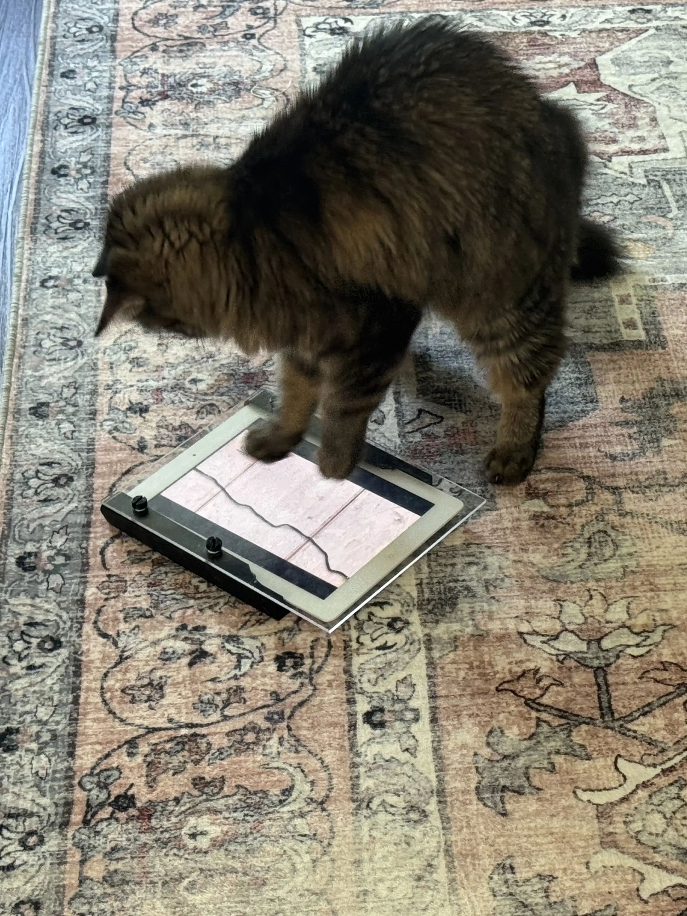 Paw Protector – Touch-Blocking Tablet Screen Cover for Cats