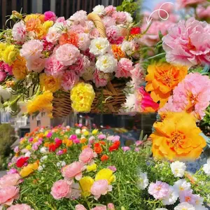 Moss Rose Seeds for Planting Outdoors, Pack of 1000 Portulaca Grandiflora Flower Seeds for Planting