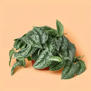 Pothos Silver Satin 'Scindapsus Pictus Exotica' – Indoor Live Plant, Exotic Pothos, Rare Silver-Gray Leaves, Easy Care & Air Purifying, Medium, Beginner Friendly, Trailing Pothos, Ideal for Home Decor & Baskets
