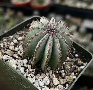 Euphorbia Horrida Boiss, Rare Cactus, Small Succulent, Live Plant in 3'' pot