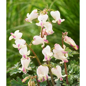Green River 25 Love Hearts Bleeding Heart Seeds – Romantic Perennial Flower Seed Pack, Charming Heart-Shaped Blooms for Spring Gardens and Shaded Borders