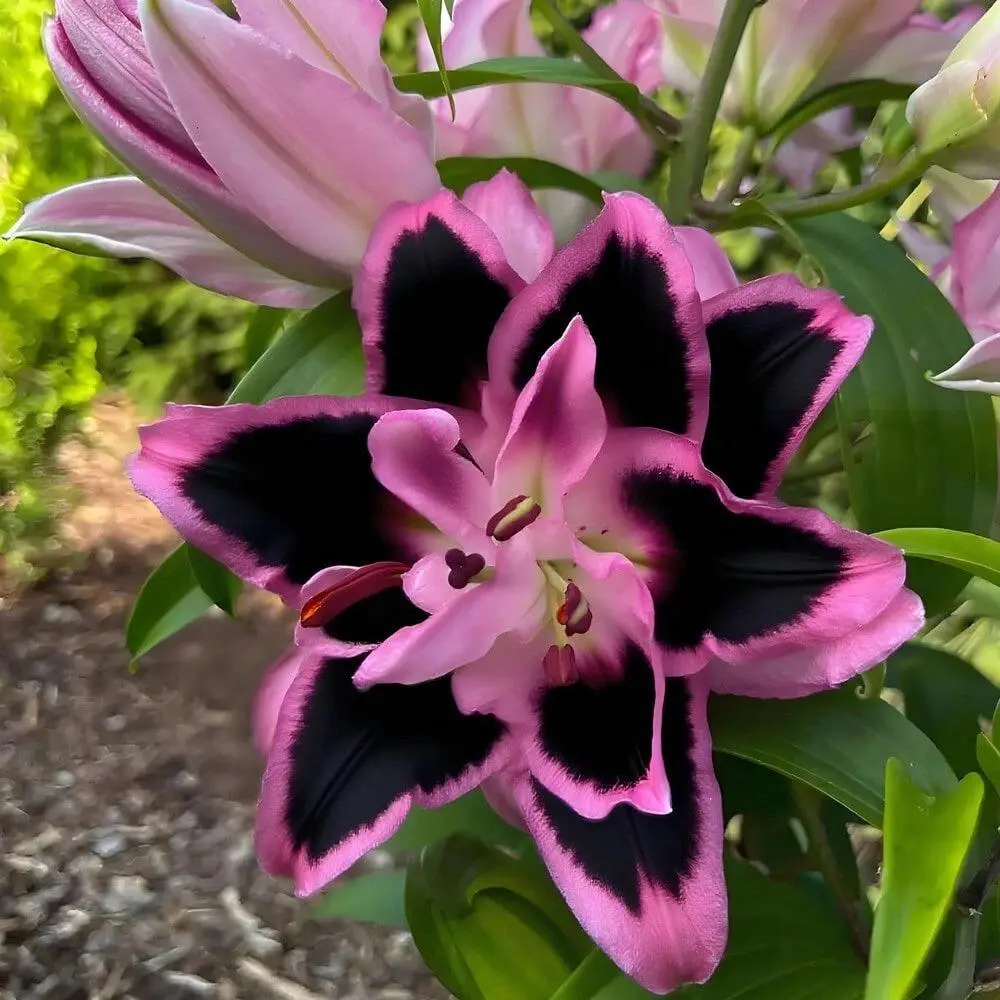 Bi-Color Asiatic Lily Bulb, Vibrant Summer-Blooming Perennial Garden Plant, Outdoor Landscape Decor & Home Gardening Use, Gift for Flower Lovers